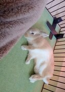 眠たそうな表情で寝転ぶ飴ちゃん。