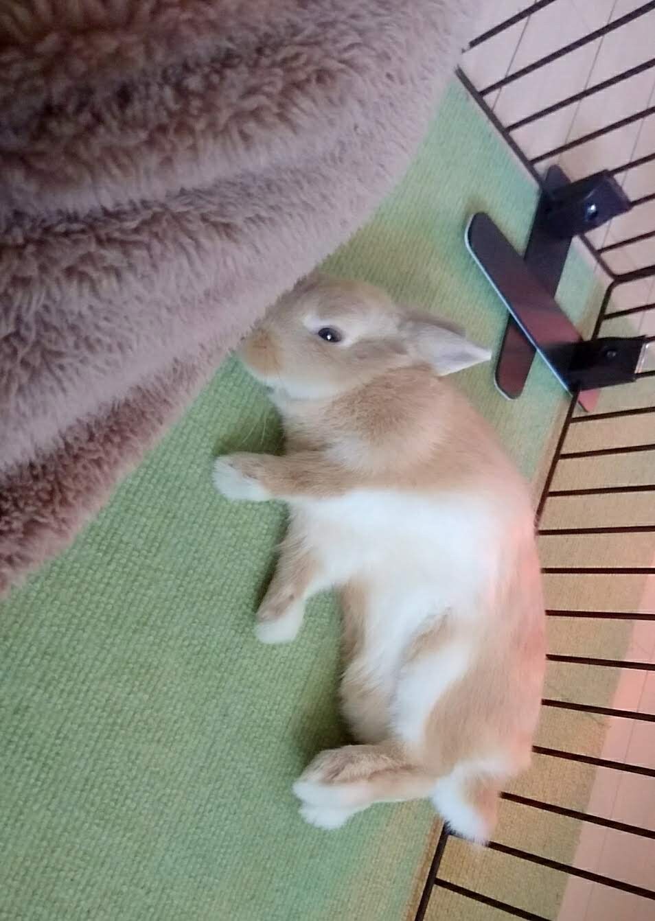 眠たそうな表情で寝転ぶ飴ちゃん。