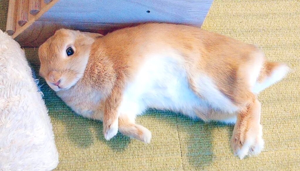 寝転ぶ飴ちゃん。