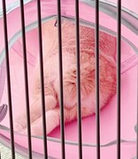 飴ちゃんのしっぽとお尻。