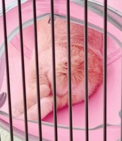 飴ちゃんのしっぽとお尻。