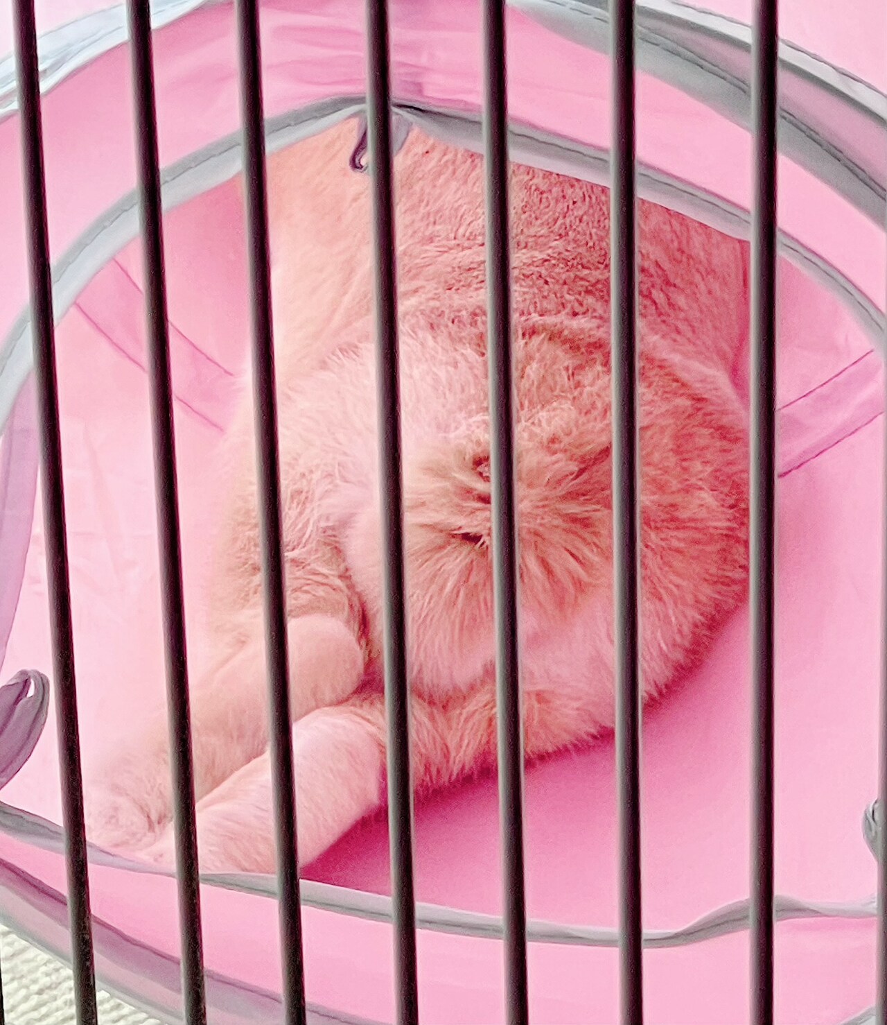 飴ちゃんのしっぽとお尻。