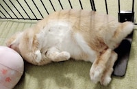 お腹を見せて眠る飴ちゃん。