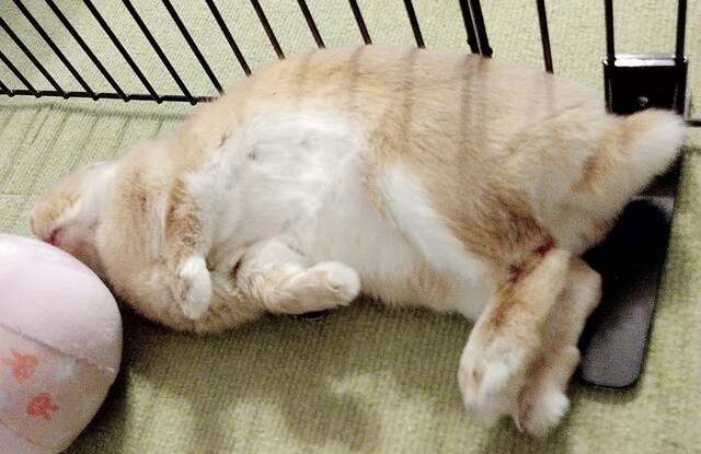 お腹を見せて眠る飴ちゃん。