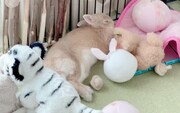 ボールやぬいぐるみに囲まれて眠る飴ちゃん。