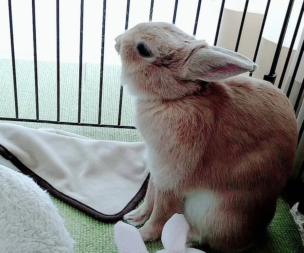 飴ちゃん