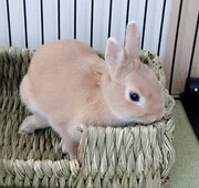 藁のソファーに乗る飴ちゃん。