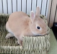 藁のソファーに乗る飴ちゃん。