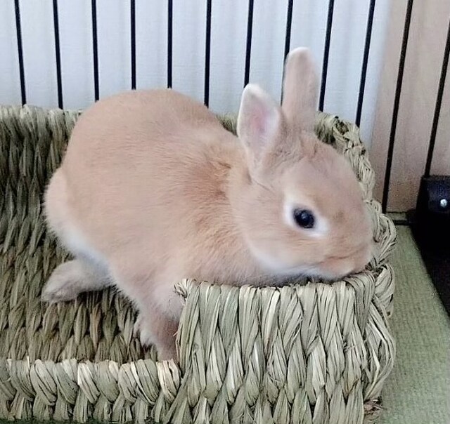 藁のソファーに乗る飴ちゃん。