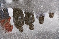 「豆柴の大群なりの合宿」3日目の様子。