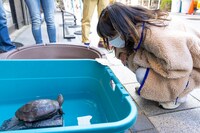 関西テレビ「よ～いドン！お正月SP」より。(c)関西テレビ