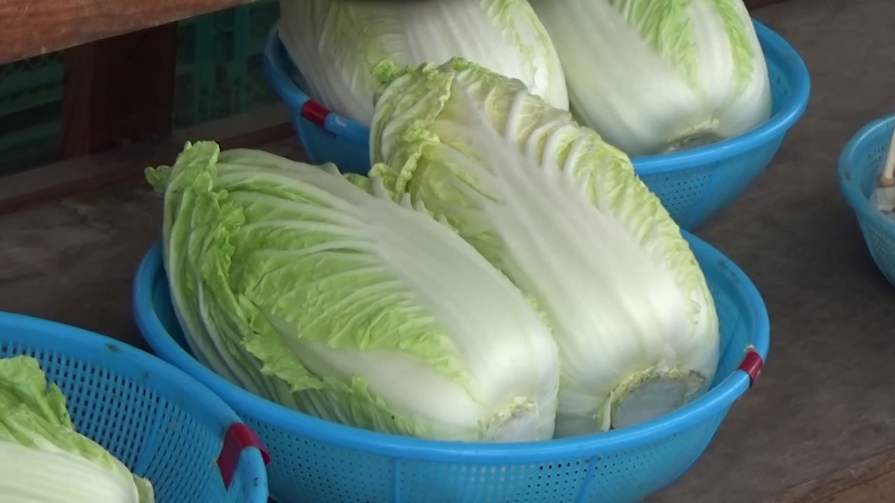 愛媛県砥部町のスーパーにある白菜。(c)日本テレビ