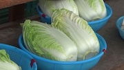 愛媛県砥部町のスーパーにある白菜。(c)日本テレビ