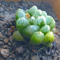 バンドTHEハオルチアオブツーサアイコン