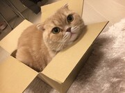 ダンボールから顔を覗かせるぜっとくん。