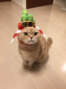 門松を頭に付けて凛々しい表情を浮かべるぜっとくん。