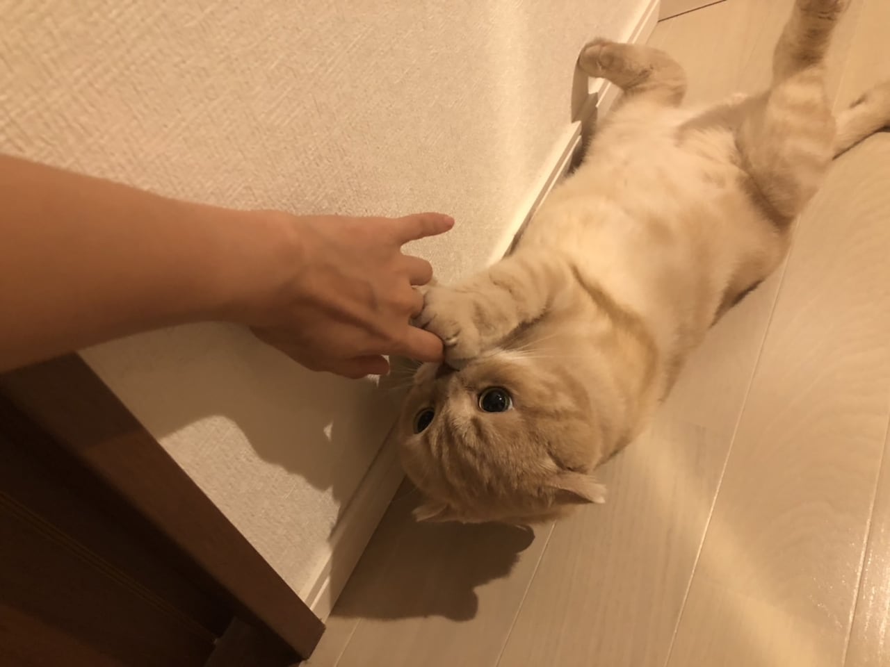 遊んでもらうぜっとくん。