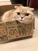 ダンボールに入ってこちらを見つめるぜっとくん。