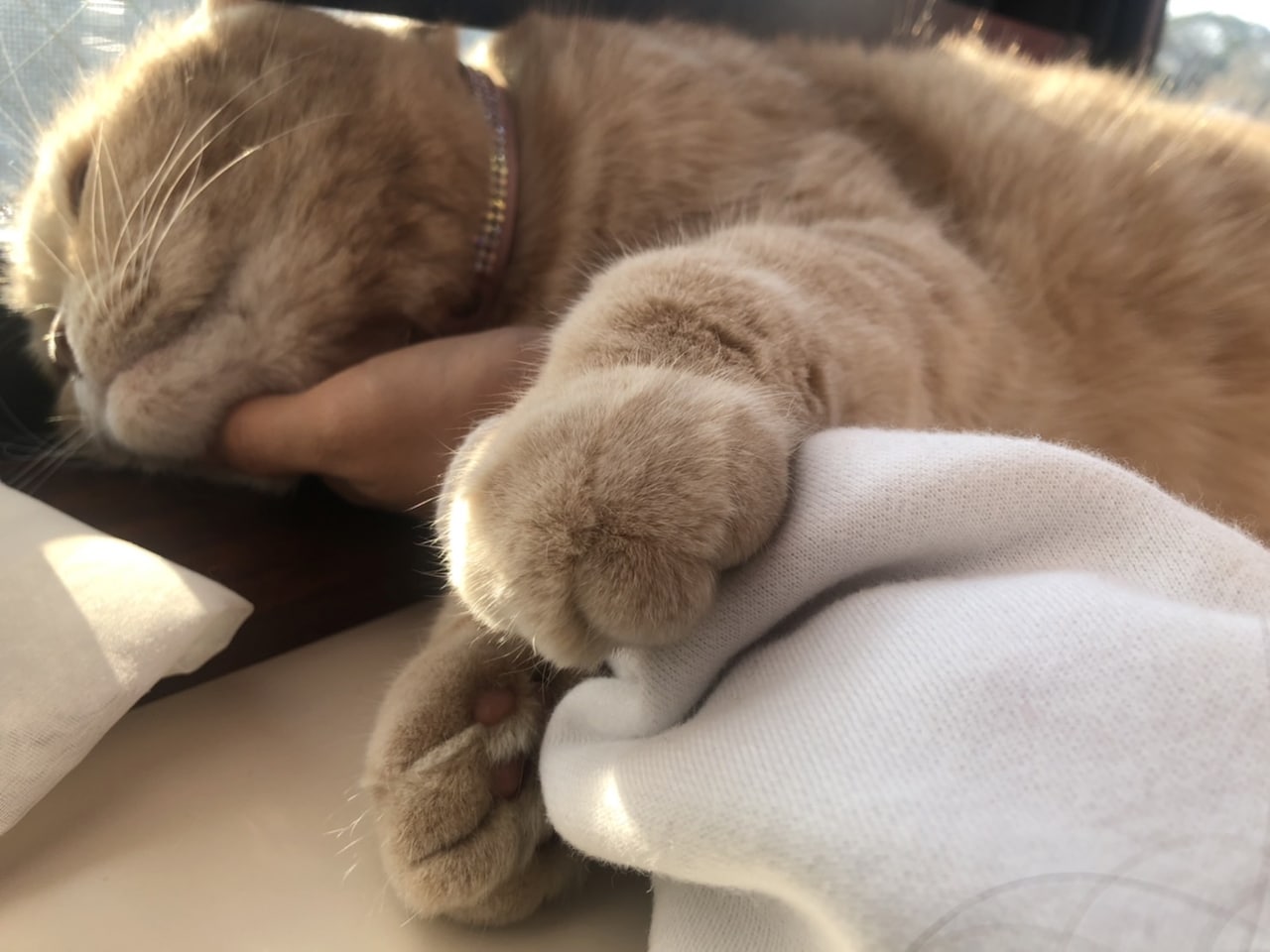 腕に絡みついて眠るぜっとくん。