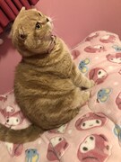 行儀よく座るぜっとくん。