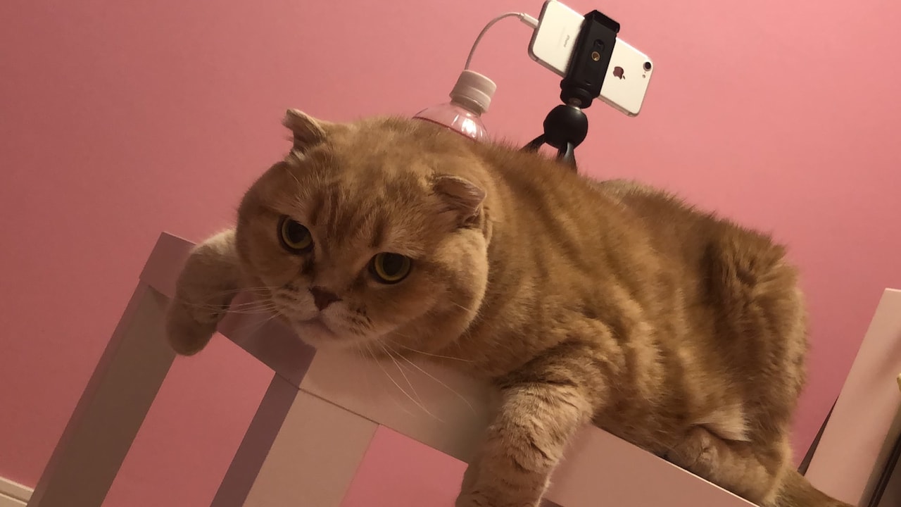 椅子の上に寝転ぶぜっとくん。