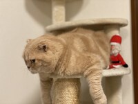 キャットタワーからはみ出るぜっとくん。