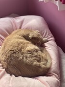 丸まって眠るぜっとくん。