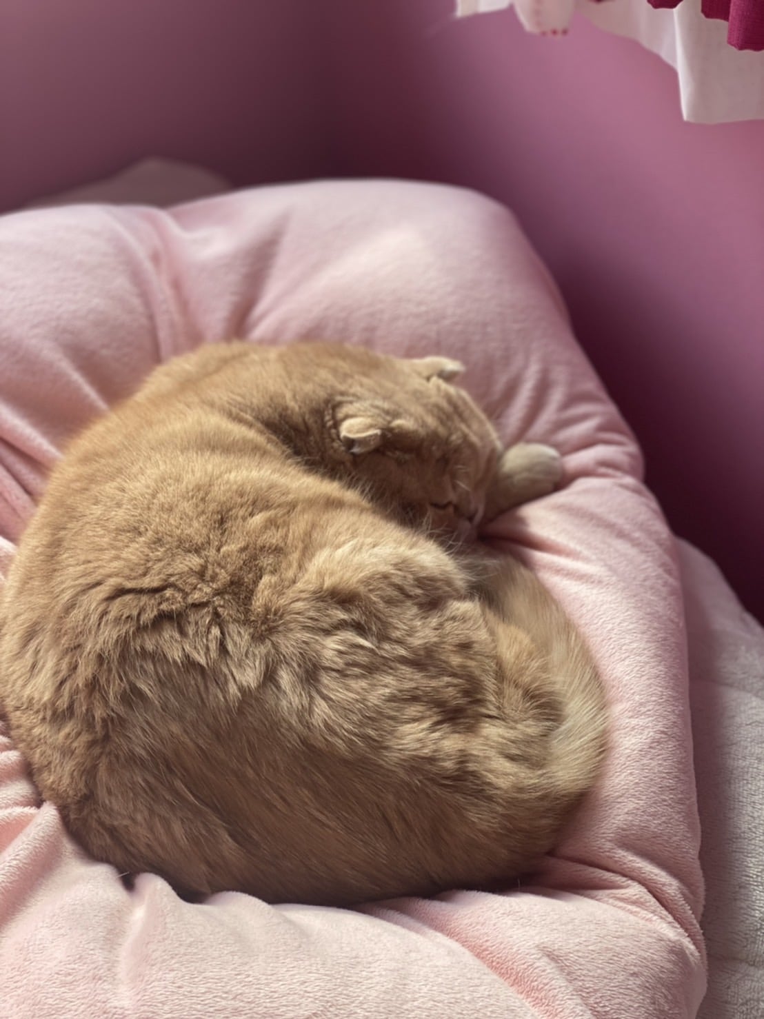 丸まって眠るぜっとくん。