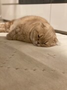 気持ちよさそうに寝転ぶぜっとくん。