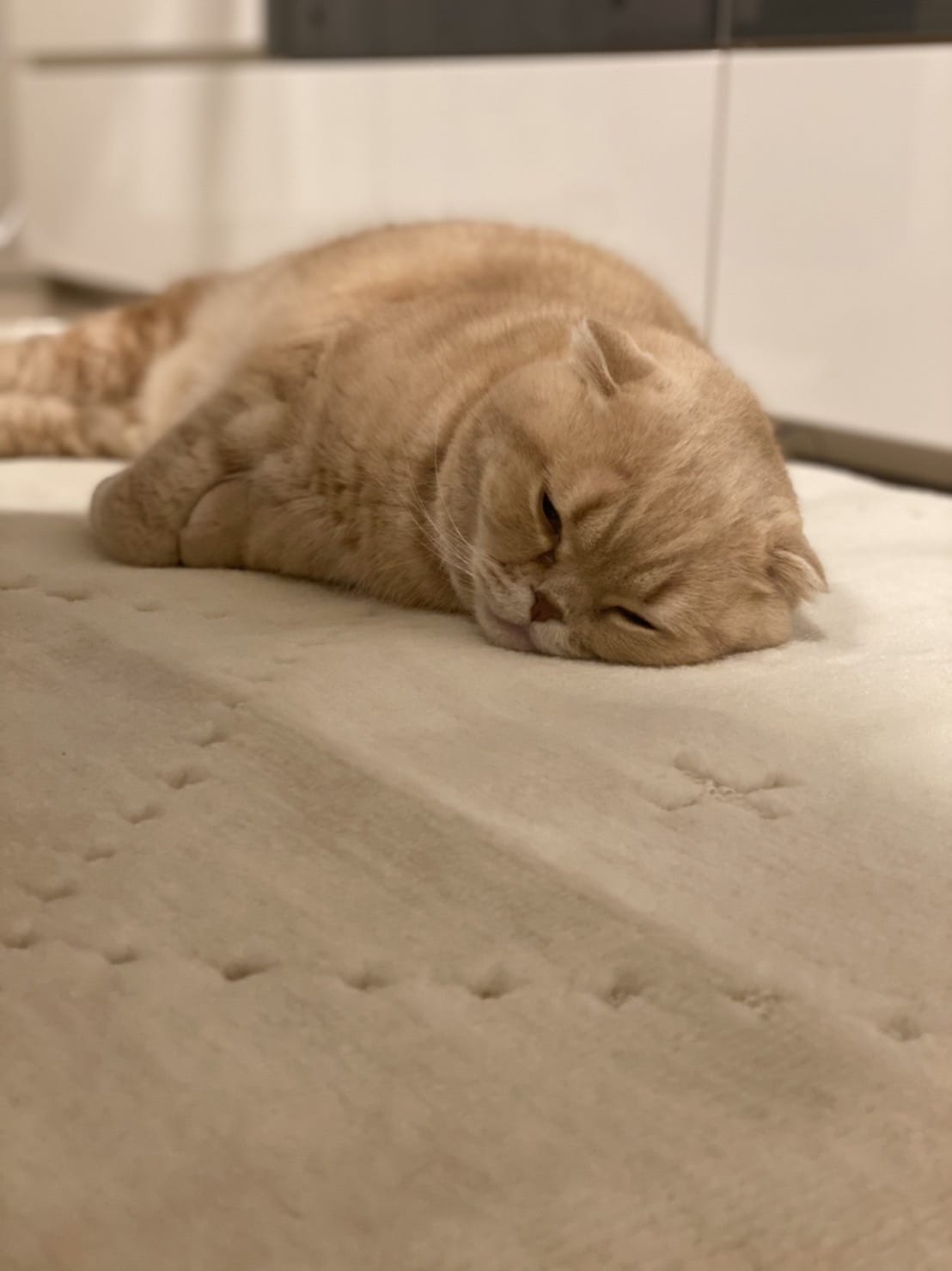 気持ちよさそうに寝転ぶぜっとくん。