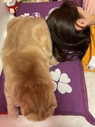 高城れにの枕に乗るぜっとくん。