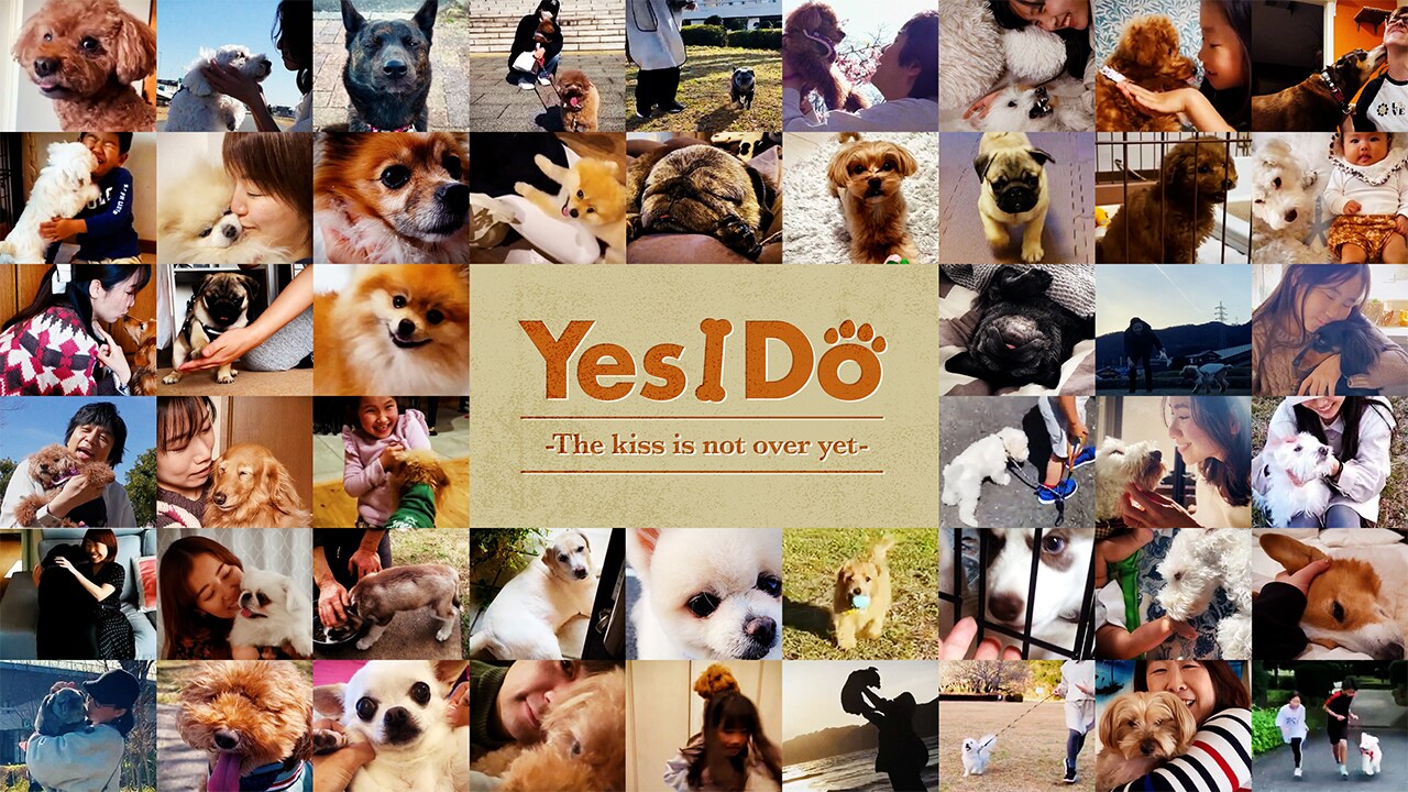 藤澤ノリマサ、たくさんの愛犬動画でMV制作