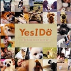 藤澤ノリマサ、たくさんの愛犬動画でMV制作