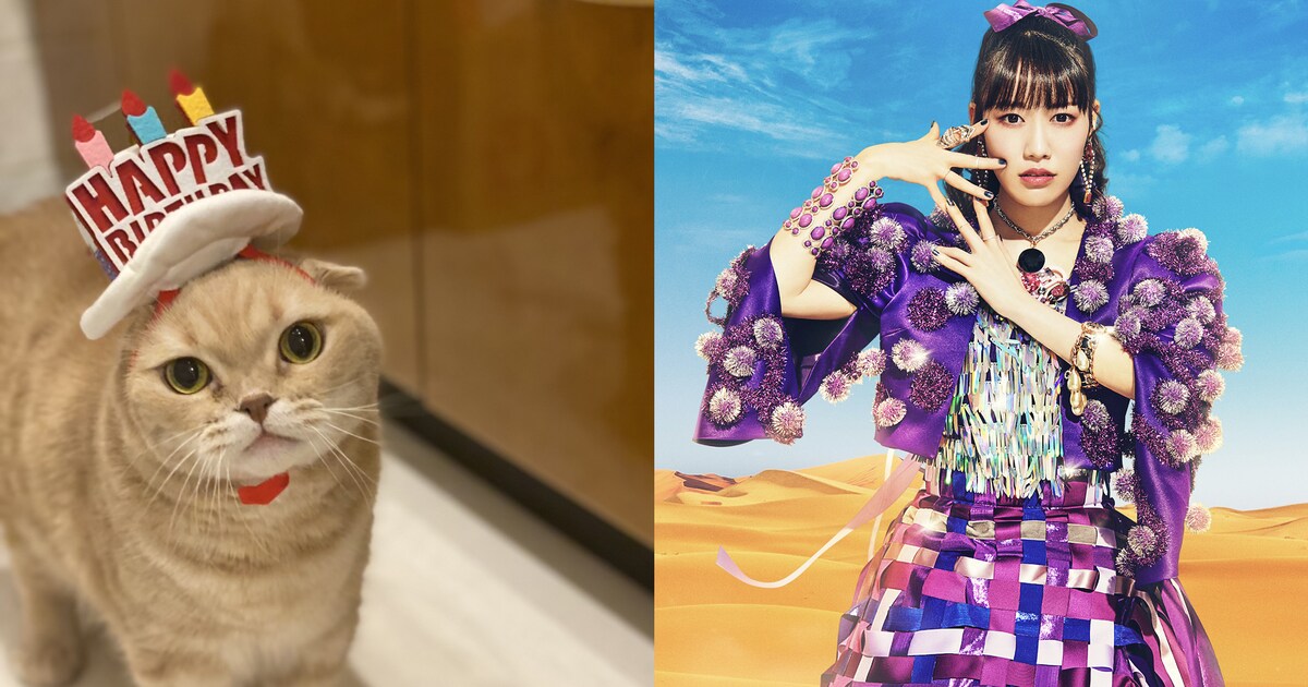 高城れに（ももいろクローバーZ）×スコティッシュフォールドのぜっと 
