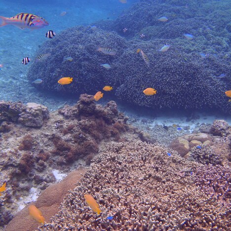 SAI「広高」配信ジャケット