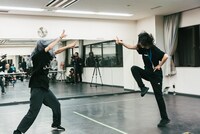 ナオ・オブ・ナオ（豆柴の大群）、チャンアダルト。