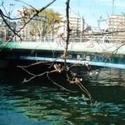 Cody・Lee(李)「おどる ひかり」ジャケット