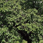 すなお「せせら風」配信ジャケット