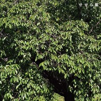 すなお「せせら風」配信ジャケット