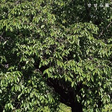 すなお「せせら風」配信ジャケット