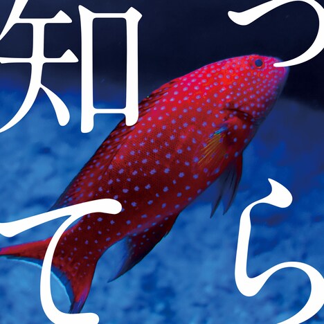 「知ってら」配信ジャケット