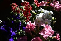 会場に飾られた花。