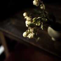 新垣隆「Helleborus」