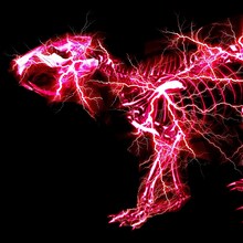 SUPER BEAVER「グラデーション」ジャケット