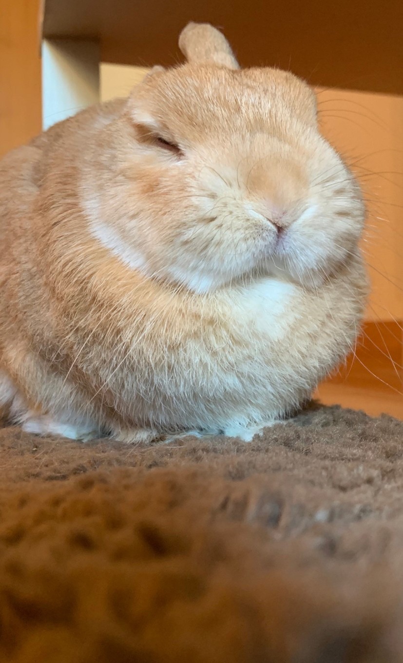眠気に負けそうなドワフちゃん。
