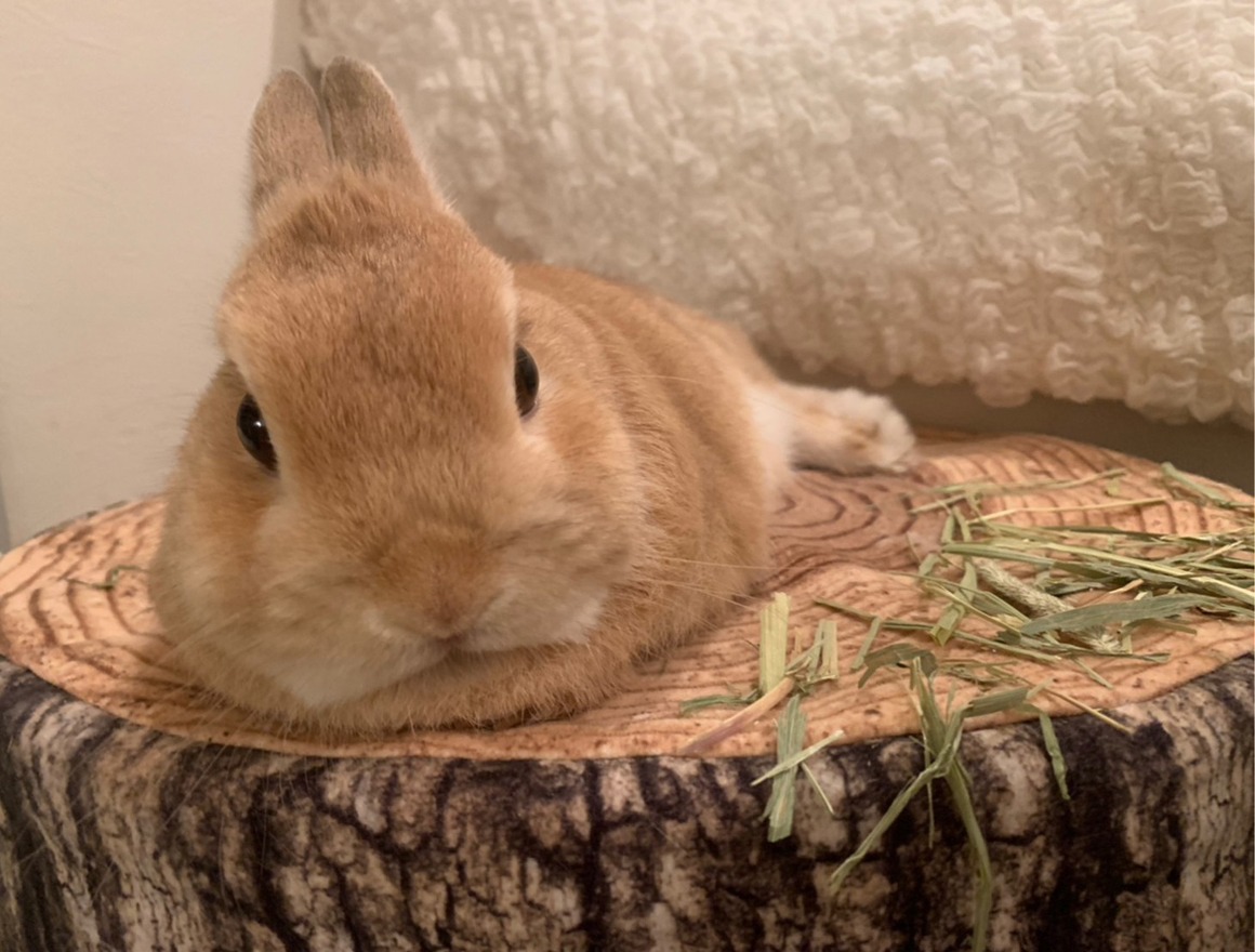 切り株のクッションの上でくつろぐドワフちゃん。