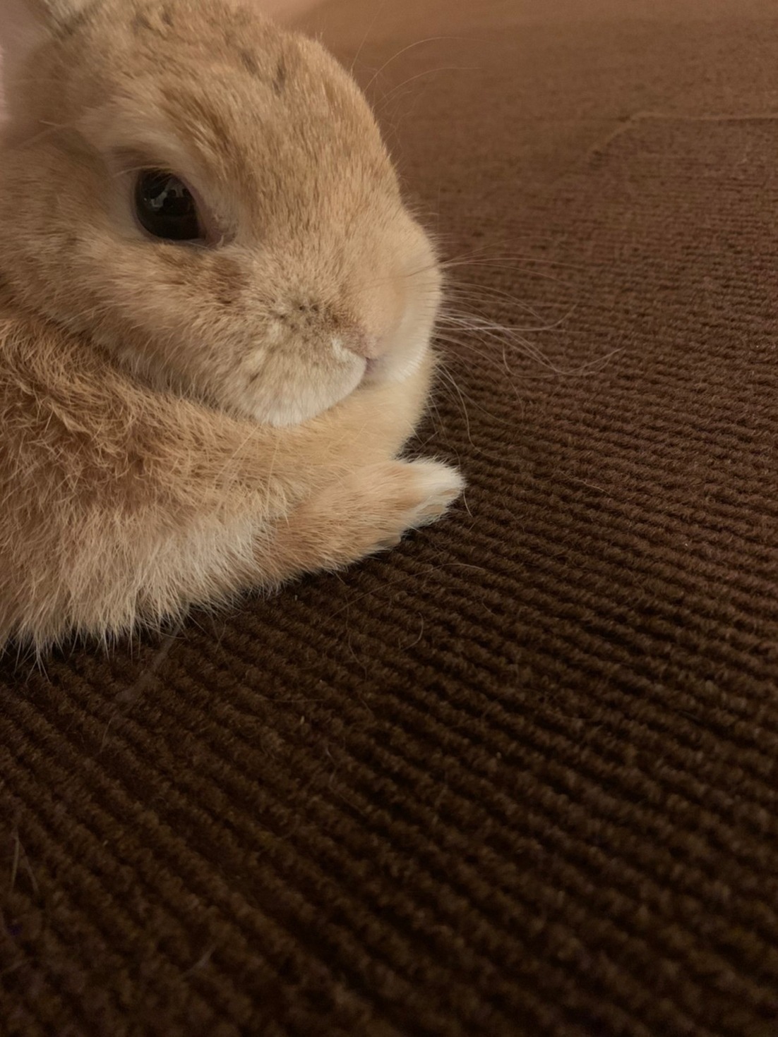 佇むドワフちゃん。