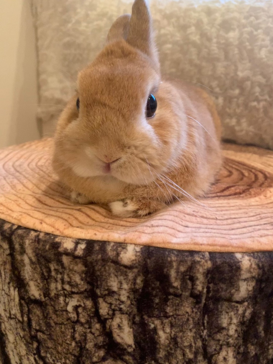 切り株のクッションに座るドワフちゃん。