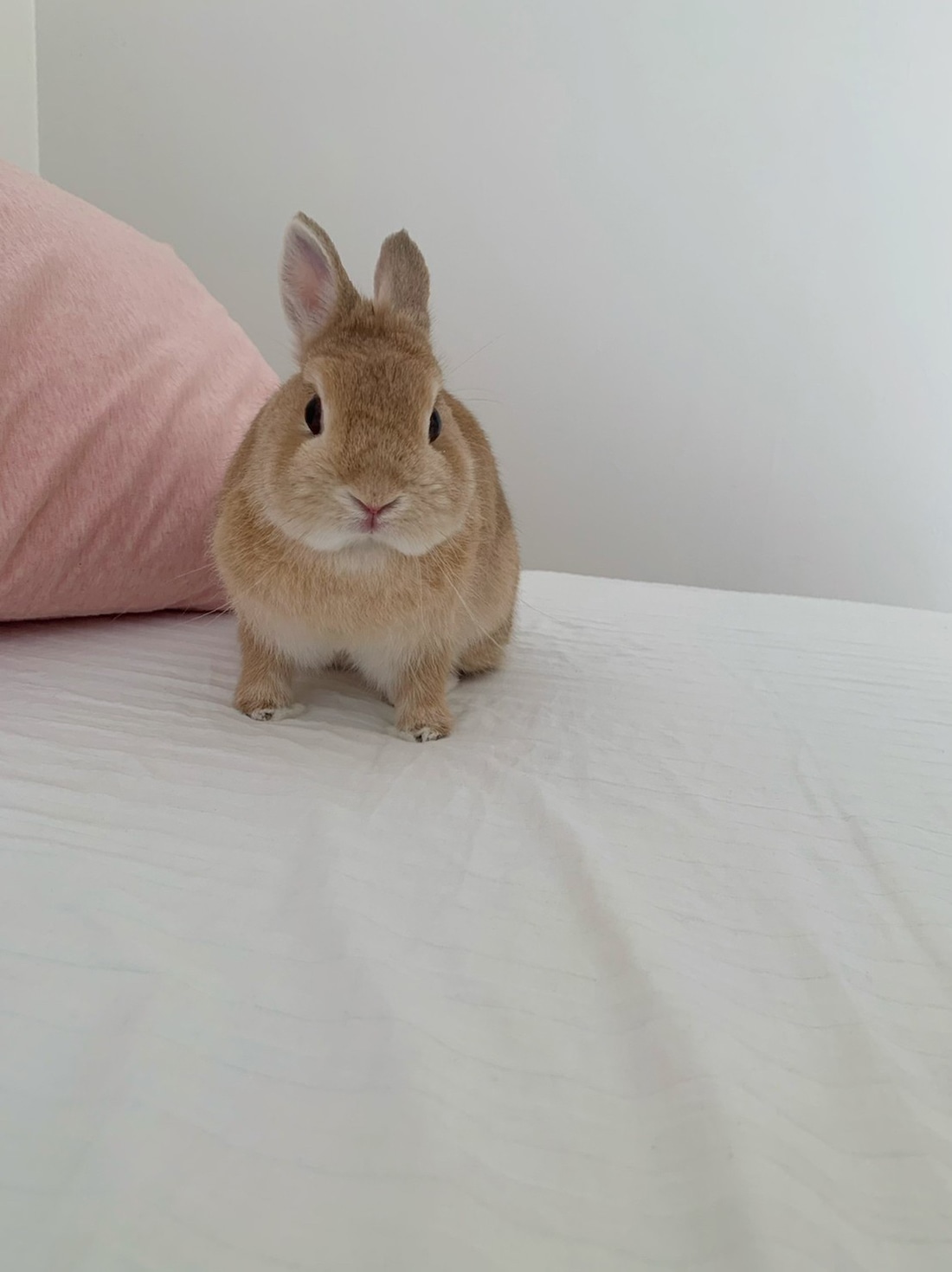 遠巻きにこちらを見るドワフちゃん。