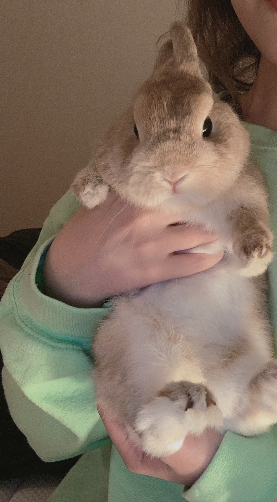 MACOに抱っこしてもらうドワフちゃん。